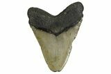 Fossil Megalodon Tooth - North Carolina #338601-2